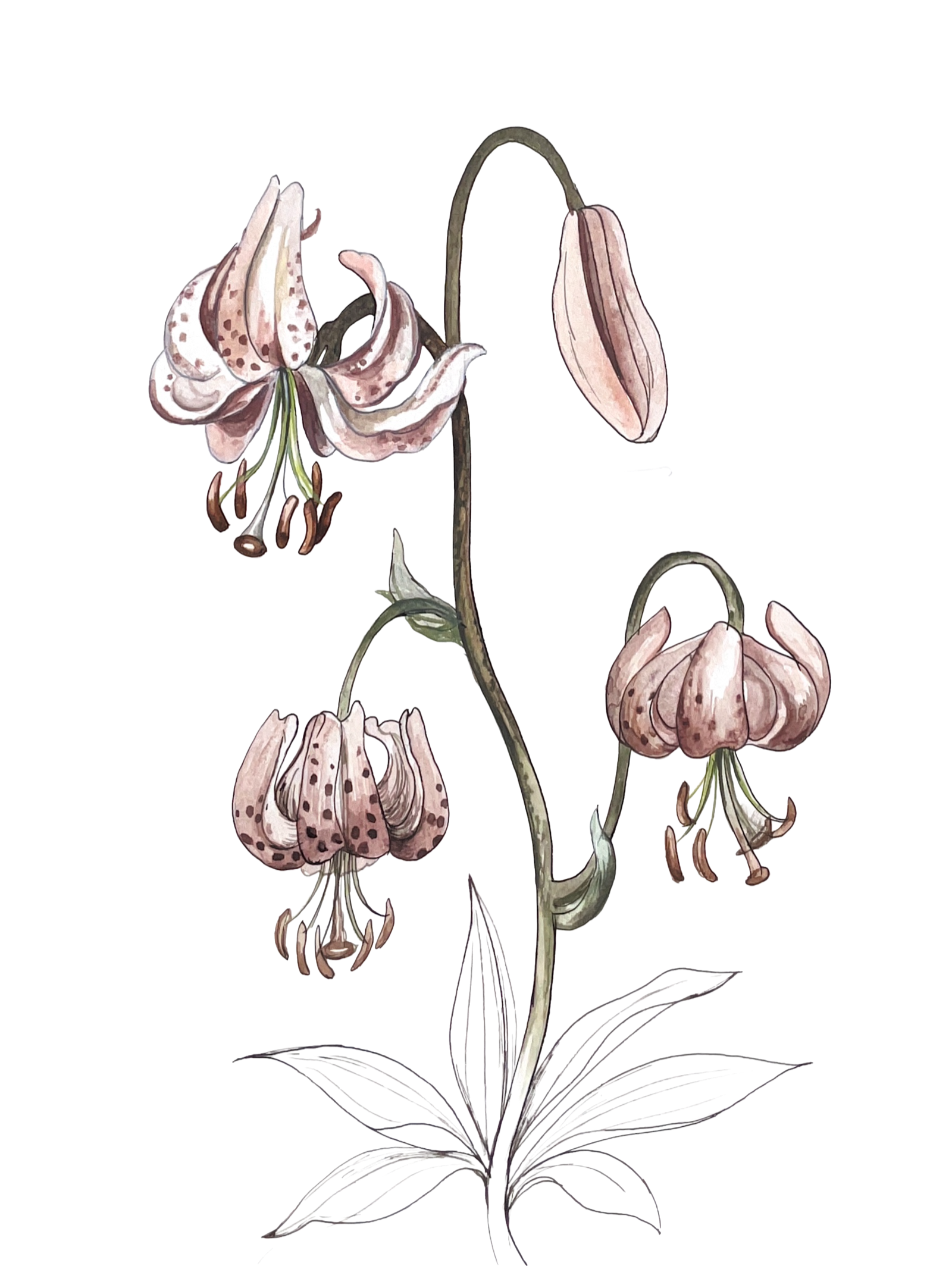 Türkenbundlilie, botanische Illustration
